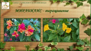 Мирабилис, яркий, неприхотливый и ароматный - выращивание