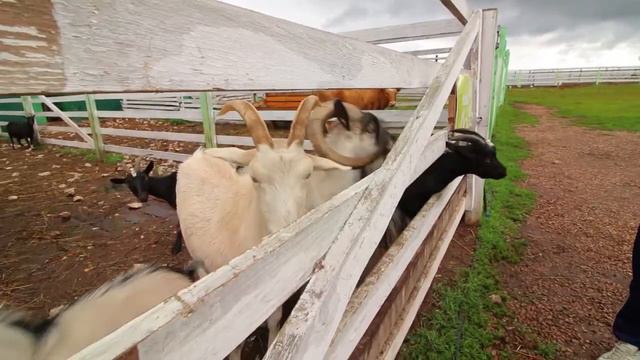 SP 095 - 07.09.2018 Территория Туризма/Страусы HD смотреть онлайн