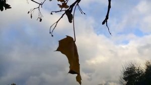 Александр КАЛЬЯНОВ Последний лист