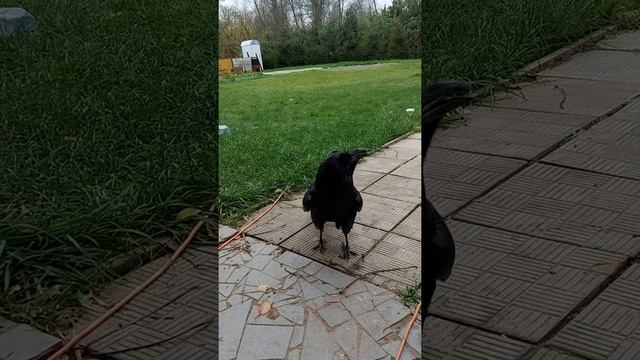 Ручной ворон на прогулке