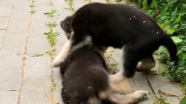 Щенки вео (восточноевропейская овчарка) | Easteuropean Shepherd puppies (born 19.06.2018) смотреть онлайн