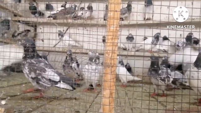 Beautiful pigeons taxila/kabootar market taxila/aamir mehmood awan смотреть онлайн