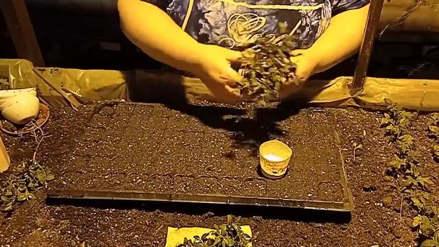 Черенкование самшита (Buxus) в домашних условиях. смотреть онлайн