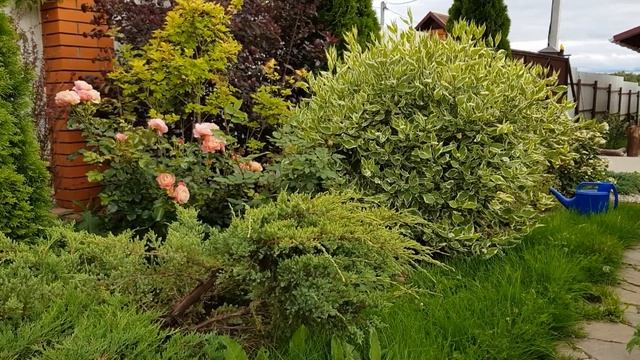 Секреты ухода за туями или почему наши туи быстро растут.