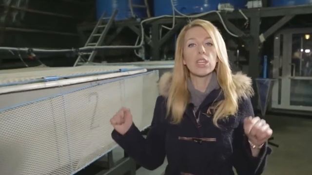 Откуда в Украине берется черная икра? (Сделано в Украине) смотреть онлайн