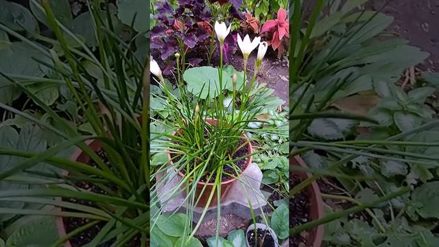 ЗЕФИРАНТЕС