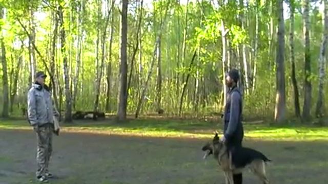 Ураган Дорожка с серией ударов по собаке смотреть онлайн