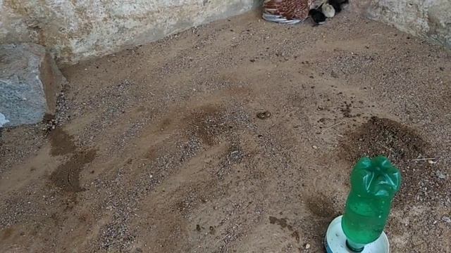 1 ದಿನದ ಮರಿ ಇಂದ 10 ದಿನದ ವರೆಗೆ ಮರಿ ಸಾಯ್ತೀರಾ ಹೇಗೆ ಸಾಕಬೇಕು смотреть онлайн