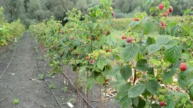 Малина Маравілла - врожай з 15 сотих та відгуки наших покупців 2018 смотреть онлайн
