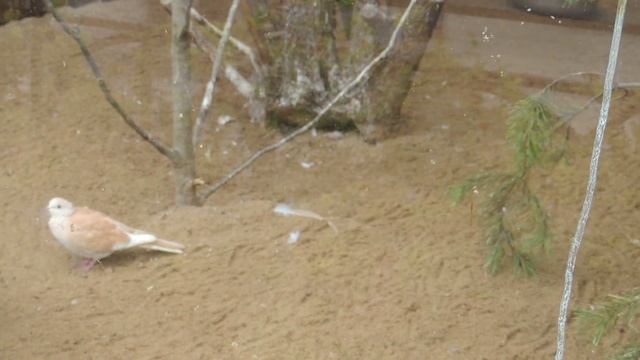 Смеющаяся горлица . смотреть онлайн