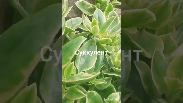 Аптения у меня на даче!!!Aptenia in my dacha!!!????☘??♀️ смотреть онлайн