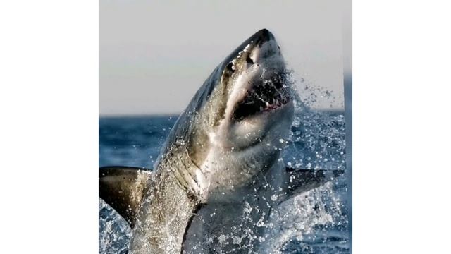 Л.Н.ТОЛСТОЙ."АКУЛА" смотреть онлайн