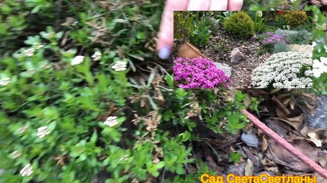 1часть Май.Изменения в Саду Меняются Цветники.Красивые цветы.Красивые кустарники.Приемы при посадке смотреть онлайн