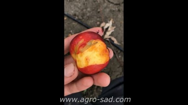Нектарин Эрли Девил - самый ранний нектарин - Агро Сад 2023