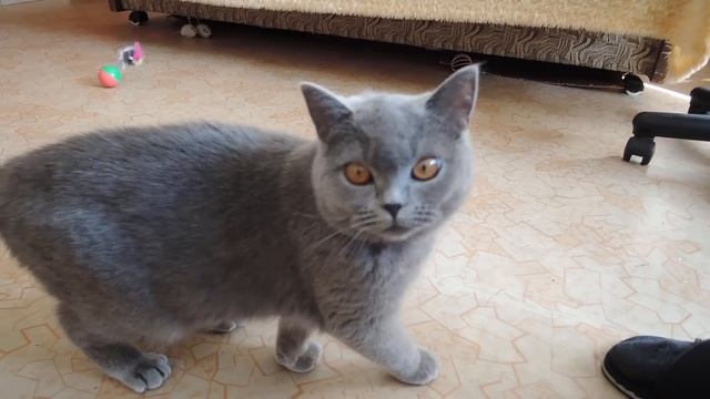 Британка просит кота смотреть онлайн