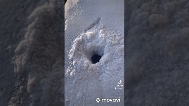 «Медвежья берлога в лесу» Такое не каждый день в Сибири! смотреть онлайн