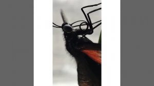 Бабочки,тропикарий,ферма бабочек и просто отличный подарок.