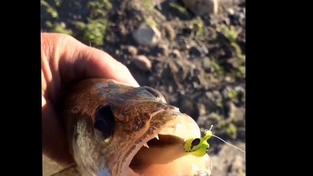 Berkley Gulp vs Lunker City Fin-S-Fish смотреть онлайн