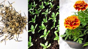 Бархатцы – посадка и уход, посев семян на рассаду