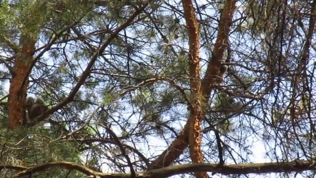 Birds Funny Owl Babies talking in tree. Bubo bubo sounds, song, call. Great Eagle. Nature Sounds смотреть онлайн