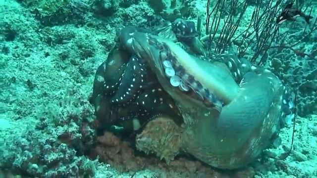 Amazing Fierce Battle Between Moray Eel and Octopus - Dangerous Hunting In Deep Sea смотреть онлайн