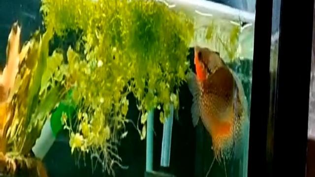 #Aquarium. Жемчужные гурами нерестятся. Fish spawning. смотреть онлайн