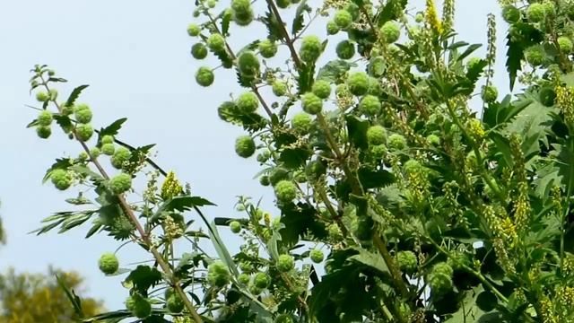 Донник жёлтый -Melilotus и Крапива шариконосная- Urtica piulifera!!!Кирьят-Ям.Израль. смотреть онлайн