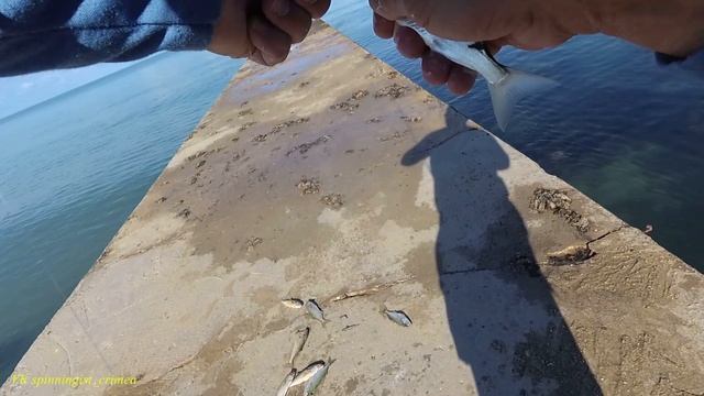 Морская рыбалка. Раздача луфаря. смотреть онлайн