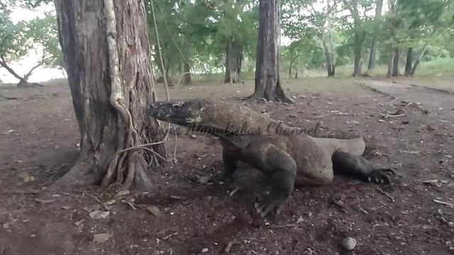 Komodo dragons swallow piglets whole смотреть онлайн