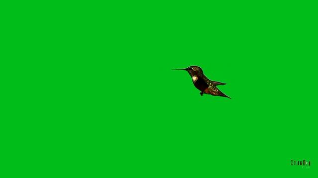 Green Screen colibri (HD)-колибри смотреть онлайн