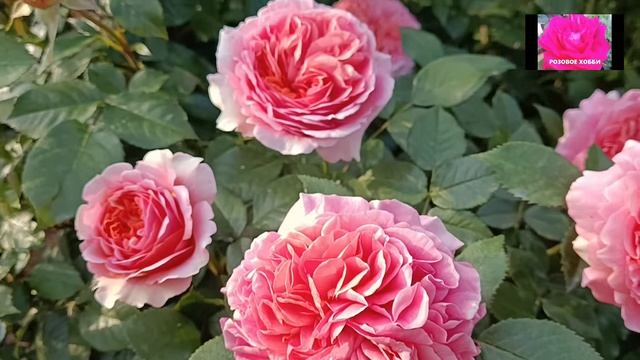 КАК ИЗБАВИТЬСЯ ОТ ТРИПСА И КЛЕЩА смотреть онлайн