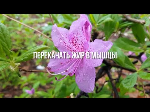 Разумное Человечество