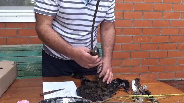 Распаковка посылки с саженцами плодовых деревьев смотреть онлайн