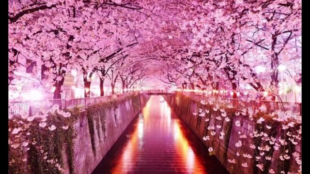 Футаж Розовая сакура Япония смотреть онлайн