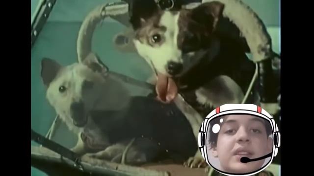 Белка и Стрелка в космосе