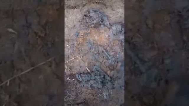 МИНОГА. страшная наживка! смотреть онлайн