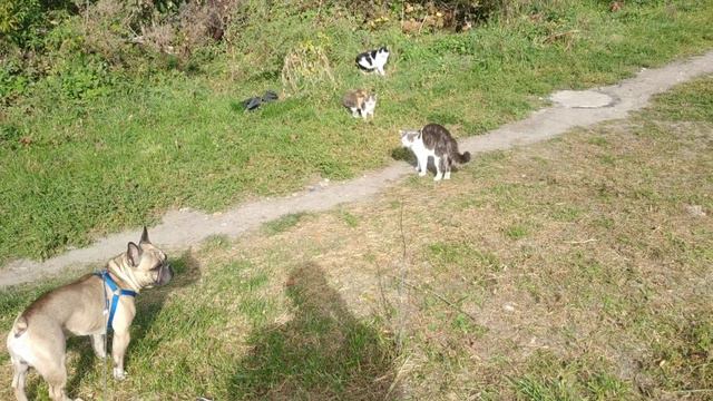 Кошки против собак! Страшнее кошки - зверя нет! Cats vs Dog. смотреть онлайн