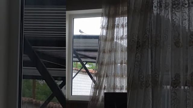 Трясогузка бьется в окно смотреть онлайн