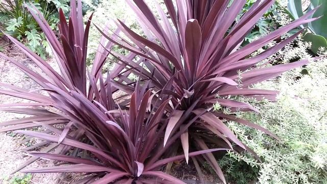 Cordyline Australis - RED SENSATION - RED CABBAGE TREE HD 02