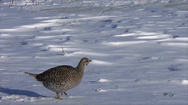 Лиса зимой.fox in winter