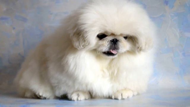 Питомник пекинесов САВЕЛИНА - девочка Шаня смотреть онлайн