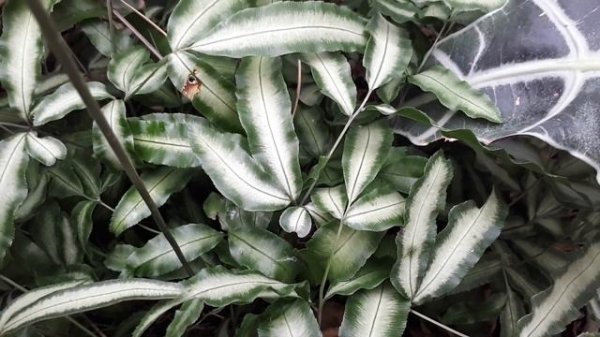 Pteris cretica - grow & care (Cretan brake)