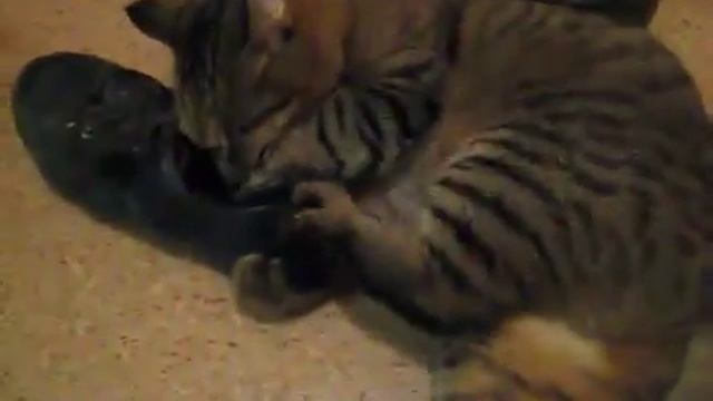 Туфли надо чистить! смотреть онлайн