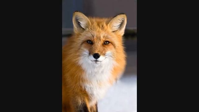 Белая лиса влюбилась в рыжею лису смотреть онлайн