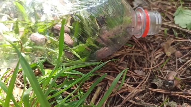 Май = майские жуки. Спасаем майских жуков. смотреть онлайн