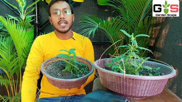 ভারবেনা গাছের সঠিক সময় সঠিক পরিচর্যা।। #verbena #winterflower #gardenscape смотреть онлайн