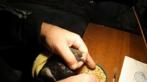 «Вертячка» 3. Принудительное кормление. Голубь больной «вертячкой»