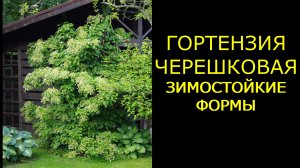 Гортензия черешковая в северном климате, зимостойкие формы