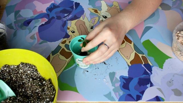 Адениумы из семян.Пикировка смотреть онлайн