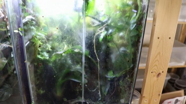 New Vivarium Build For Thumbnail Dart Frogs - Exo Terra Frogs & Co Dart Frog Terrarium смотреть онлайн